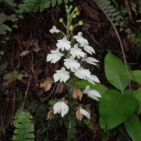 Habenaria plantaginea Lindl.